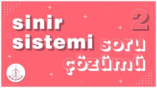 Sinir Sistemi Soru Çözümü 2  AYT Biyoloji [upl. by Judus636]