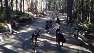 Summer Dogsledding in Skagway Alaska with Kids [upl. by Kannav910]