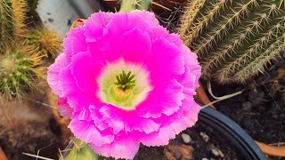 lady finger cactus Echinocereus pentalophus in bloom [upl. by Imelda]