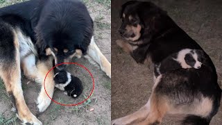 Watch what happend when a Mongolian Mastiff dog fall in love with abandoned tiny puppy [upl. by Lilac578]