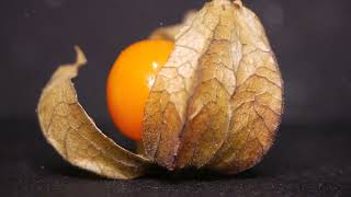 6 Amazing Health Benefits of Physalis Fruit [upl. by Dylan]