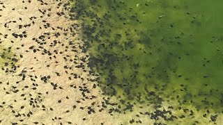 Millions of Tadpoles Baby Frogs 🐸 Swimming in A Pond In Florida [upl. by Yssenhguahs]