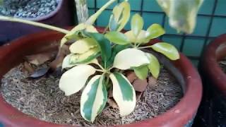 Schefflera Arboricola Plant  Variegated Umbrella Plant VID13 [upl. by Gio396]