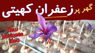 Saffron farming New unique business idea 2024  zafran ki kasht in pakistan [upl. by Sherri246]