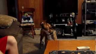 Will Make Your Dog Howl with Squeaky Toy [upl. by Sprung]