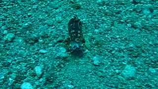 two flamboyant Cuttlefish in Dauin Coastline of Dumaguete in The Philippines [upl. by Hoshi340]