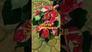 Poinsettia plantsshorts subscribe youtube sale pls msg in6235079628 [upl. by Loretta]