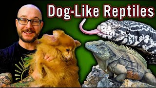 5 Reptiles That Act Like Dogs  No Fur No Allergies All The Love [upl. by Kcitrap]