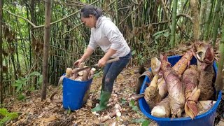 Young Girls Alone lnto The Forest To Dig Bamboo Shoots To Sell [upl. by Aohsoj]