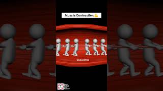 Types of Muscle Contraction [upl. by Irrol447]