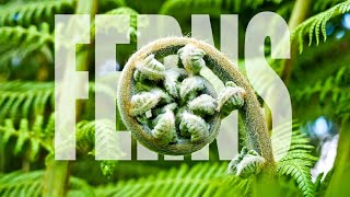 Ferns  Fern Plants Full Documentary  Amazing Facts about Ferns [upl. by Adnohsad]