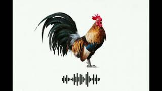 SONIDO DE GALLO DESPERTADOR KIKIRIKI 🐓  SonidosampAudios [upl. by Ahsilem]