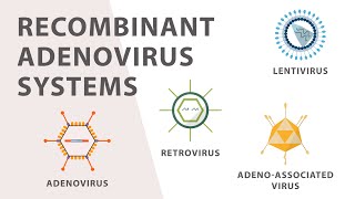 2 Cell Culture  Recombinant Adenovirus Expression System [upl. by Nidnal824]