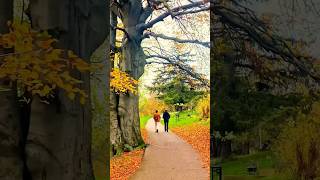 Beautiful Autumn Daily Life in Denmark music denmark shortsvideo [upl. by Aikal]