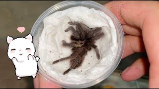 My first Aphonopelma anax Texas Tan Tarantula [upl. by Liesa]