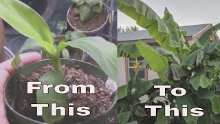 Musa Basjoo Hardy Banana Plant From 5 Inches to 10 Feet in 6 Months [upl. by Anilec]