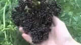 EatTheWeeds Episode 29 Elderberries [upl. by Annairoc]