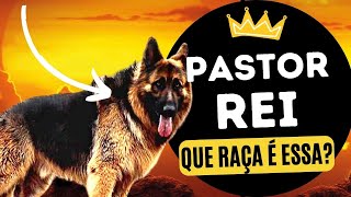 O PASTOR REI KING SHEPHERD  Conheça o novo rei das raças de cães pastores [upl. by Eidnas]