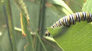 Milkweed and its Insects [upl. by Vanessa]