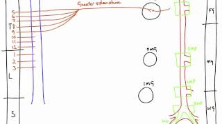 Autonomic Nerves of the Abdomen [upl. by Yrrehc]