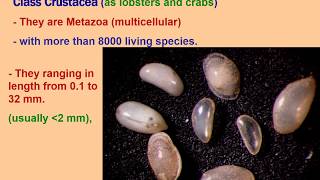 Micropaleontology Ostracoda For 2nd Level  Prof Abdallah Shahin [upl. by Nivanod15]