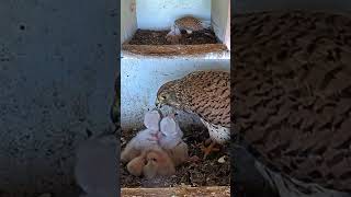 Falcon kestrel nestlings eat so much birds animals wildlife congrats shorts live [upl. by Beitnes]