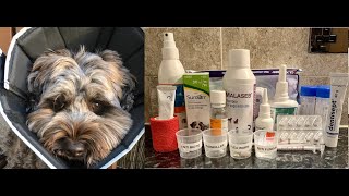 Watson the Labradoodle  Health Update  Allergies Colitis Joints  ApoquelRAWCytopointSteroids [upl. by Yenduhc]