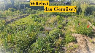 Gartenrundgang Mai  Update der Gemüsepflanzen [upl. by Cheryl]