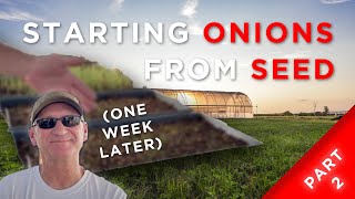 Onion Progress 1 week later [upl. by Cristiano]