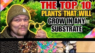 Top 10 Easy Aquarium Plants That Can Live in ANY Substrate or Even Without it Low Maintenance Picks [upl. by Theobald980]