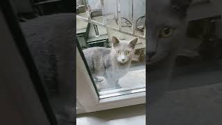 short memory cats андрэберс music girl musical cats meditation grace blog nature animals [upl. by Tychon]