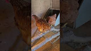 Vidéo 49 Nouvelles poulettes [upl. by Millburn750]