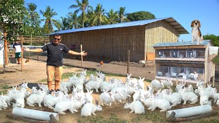 RABBIT FARMING│The modern method of breeding amp raising rabbits on ground [upl. by Ailad299]