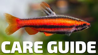 Care Guide for Pencilfish  Aquarium CoOp [upl. by Benn]