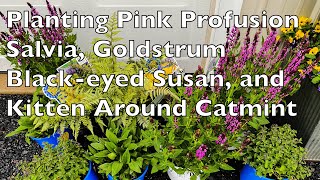 Pink Profusion Salvia  Goldstrum BlackEyed Susan  Kitten Around Catmint  EverCrest [upl. by Lowery]