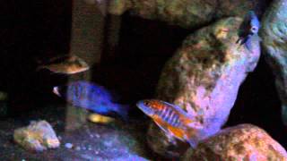 Placidochromis phenochilus Mdoka [upl. by Blakely826]