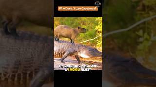 Capybaras The Worlds Most LaidBack Animal [upl. by Dnalro744]