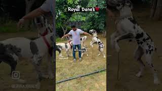 My euro Gang🔥🔥🔥 7566073712 greatdane harleyquinn love puppies viralvideo indore ajmer [upl. by Rramel]