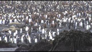 BIRDING SUBANTARCTIC ISLANDS by Alana and Greg Dare [upl. by Siul]