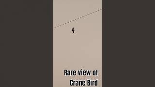 Rare view of Crane BirdAmazing World Views [upl. by Carl320]