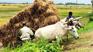 Bullock carriage cart accident with full load  Stuck with loaded paddy  Village Agriculture [upl. by Kamilah]