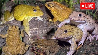 🐸🤏Catching frogs by hand  Frogs flyingJumping [upl. by Nylra]