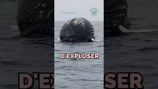 Elle va exploser 🤯 animaux science popular funfacts nature viralvideo [upl. by Carthy]