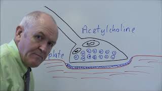 Nervous System A and P 6 Neuromuscular junction [upl. by Alves]