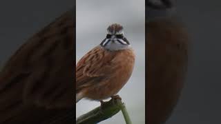 passarinhando birdwatching passaroslivres avessilvestres naturephotography birds [upl. by Ailecra]