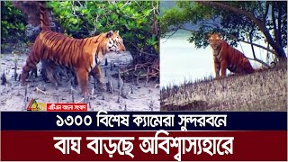 ১৩০০ বিশেষ ক্যামেরা সুন্দরবনে  বাঘ বাড়ছে অবিশ্বাস্যহারে  Sundarbans  Royal Bengal Tiger [upl. by Assirialc]