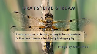 Grays Live Stream  Photography at home using teleconverters the best lenses for bird photography [upl. by Wilone570]