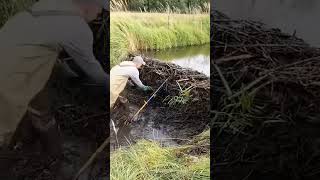 🦫🌊 Remoción de una presa de castores 🛠️🌳 Curiosidades SabiasQue Naturaleza [upl. by Julieta]