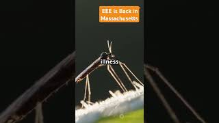 EEE Case in Massachusetts  Eastern Equine Encephalitis EEE [upl. by Siahc]