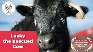 Lucky the Rescued Cow [upl. by Ewall632]